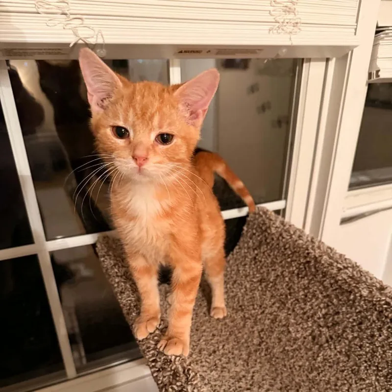 A baby small-sized male Orange / Red Domestic Short Hair cat named Buttons for adoption in Harrisonburg, VA