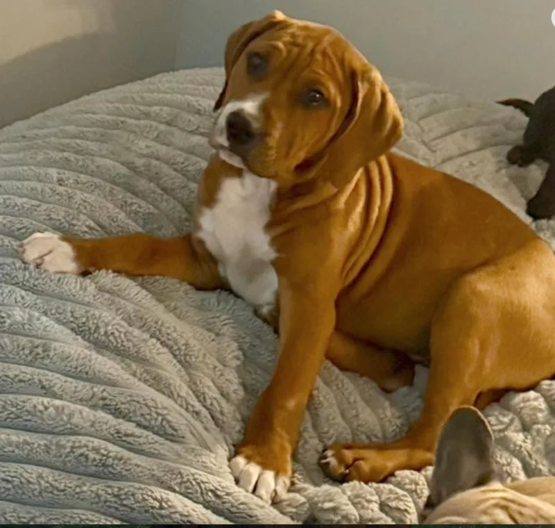 A baby small-sized male White / Cream Boxer dog named Hoagie for adoption in Carrollton, VA