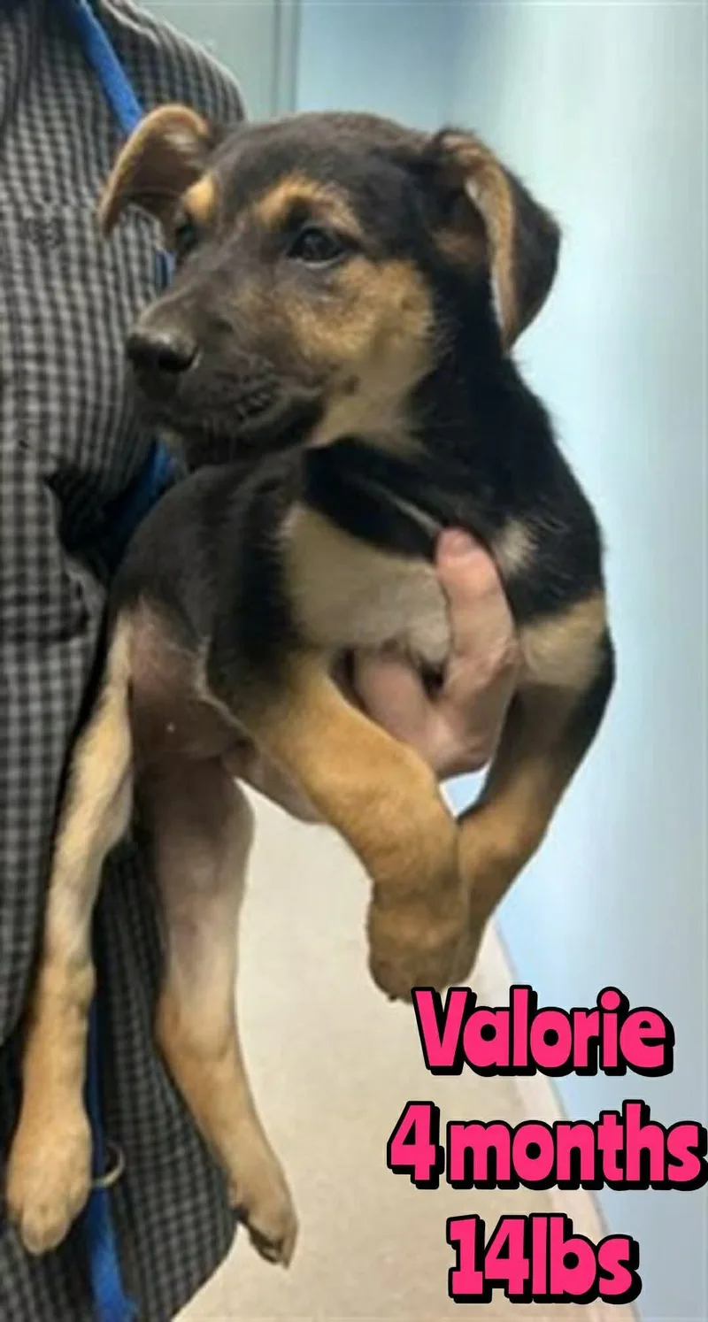 A baby medium-sized female Mixed Breed dog named Valorie for adoption in Holbrook, NY