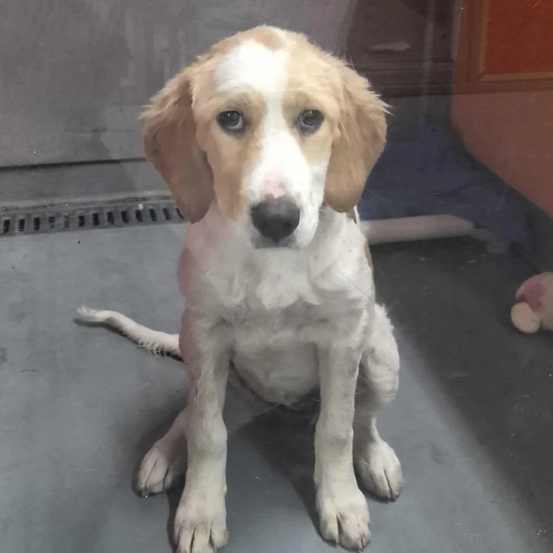 A baby medium-sized female White / Cream Brittany Spaniel dog named Brittany for adoption in Point Richmond, CA
