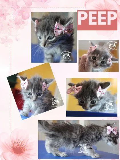 A baby small-sized female Domestic Medium Hair cat named Peep for adoption in Kenansville, NC