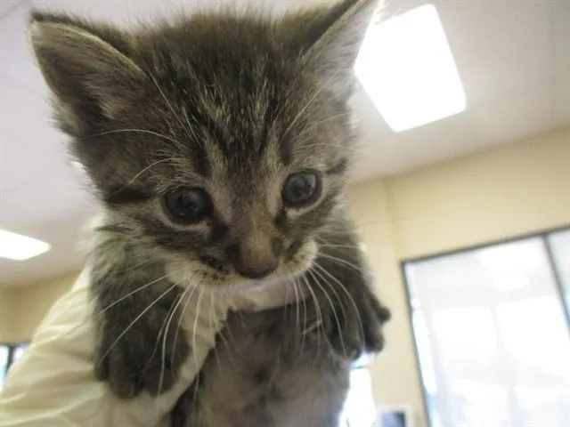 A baby small-sized male Domestic Short Hair cat named Kingsford for adoption in Ocala, FL