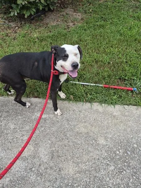 An adult medium-sized male Pit Bull Terrier dog named Ic Rocky for adoption in Lawrenceville, GA
