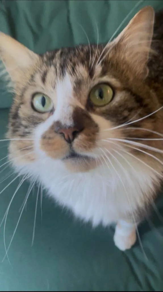 A young medium-sized male Domestic Long Hair cat named Lewis for adoption in Brooklyn, NY