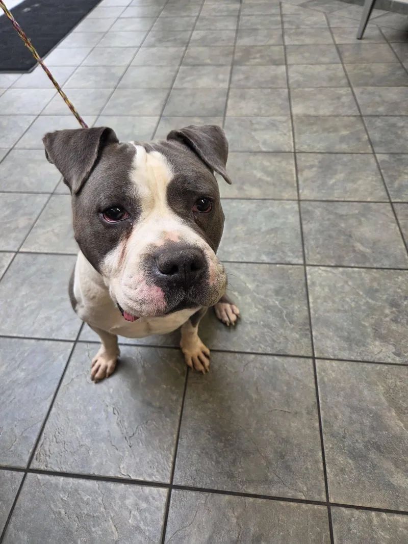 An adult medium-sized male Terrier dog named Eeyore for adoption in Hillside, IL