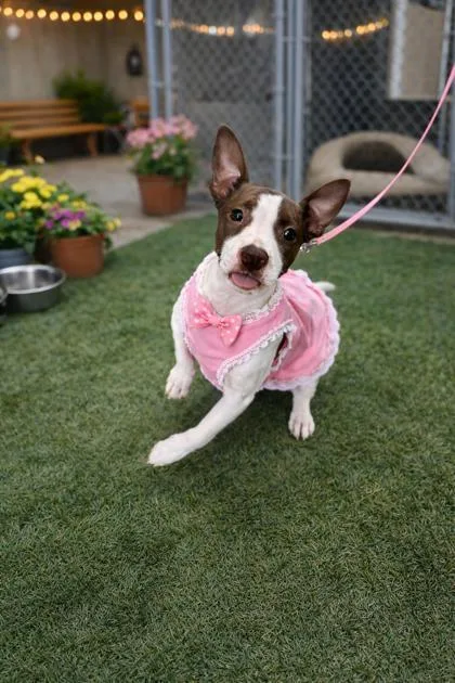 A baby medium-sized female Pit Bull Terrier dog named Suzy Cute for adoption in New Orleans, LA