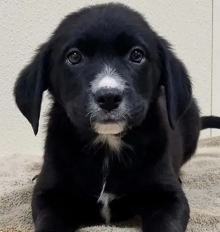 A baby medium-sized female Tricolor (Brown, Black, & White) Mixed Breed dog named July for adoption in Groveland, MA