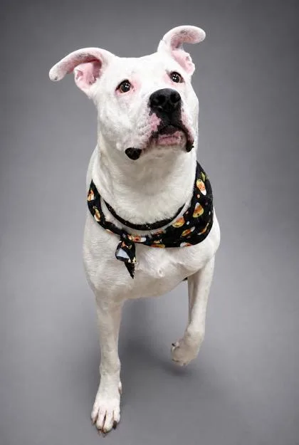 An adult medium-sized female Pit Bull Terrier dog named Locket for adoption in Bowling Green, KY