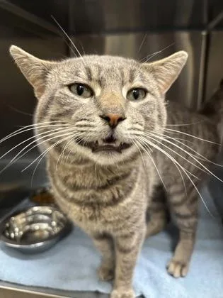 An adult medium-sized male Domestic Short Hair cat named Mr. Potato Head for adoption in Madison, NJ