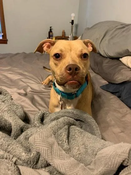 An adult large-sized female Mixed Breed dog named Danika for adoption in Munster, IN