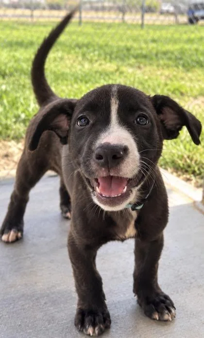 A young small-sized female Pit Bull Terrier dog named Mabel for adoption in Harlingen, TX