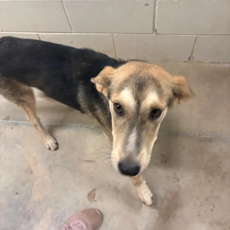 A young medium-sized male Yellow / Tan / Blond / Fawn German Shepherd Dog dog named Shep U for adoption in Tupelo, MS