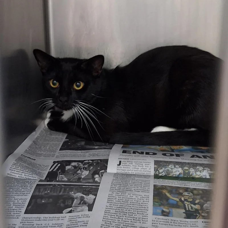 An adult medium-sized male Black Domestic Short Hair cat named B.b. for adoption in Auburn, AL