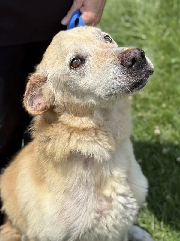 A senior medium-sized male Labrador Retriever dog named Champ for adoption in Lancaster, OH