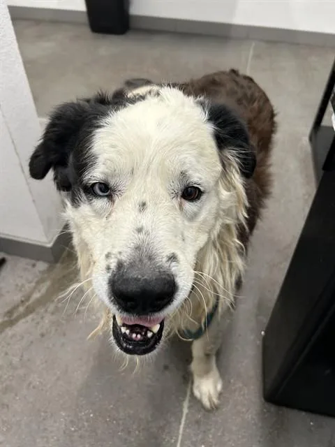 An adult large-sized male Border Collie dog named Bogey for adoption in Mesa, AZ