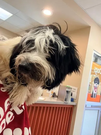 An adult small-sized male Havanese dog named Spades for adoption in Kansas City, MO
