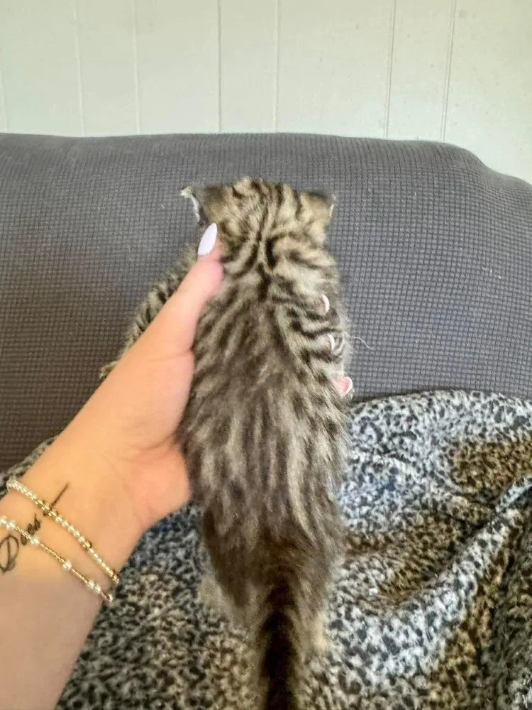 A baby small-sized female Gray / Blue / Silver Domestic Short Hair cat named Leia for adoption in Shawnee, OK