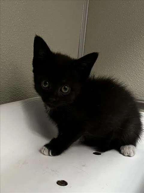 A baby small-sized female Domestic Short Hair cat named Violeta for adoption in Tracy, CA