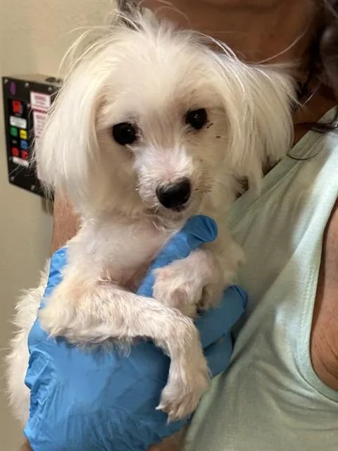 An adult small-sized female Maltese dog named Nicole for adoption in Modesto, CA