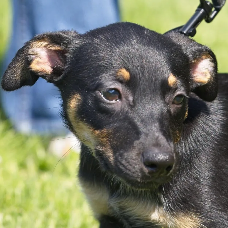 A baby small-sized female Black Mixed Breed dog named Juniper for adoption in South Elgin, IL