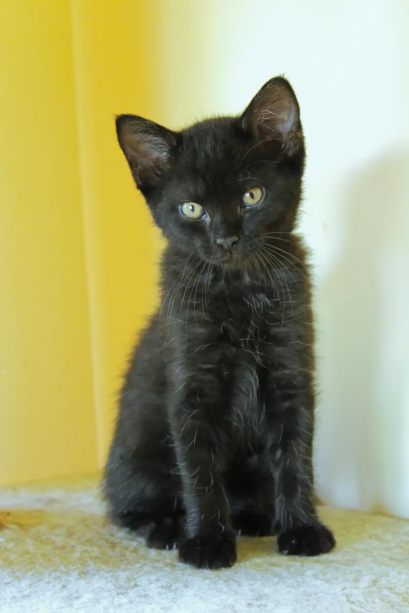 A baby medium-sized male Black Bombay cat named Neptune for adoption in Urbana, OH