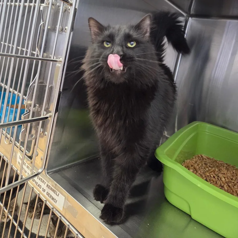 An adult large-sized male Domestic Long Hair cat named Draco for adoption in Spokane, WA