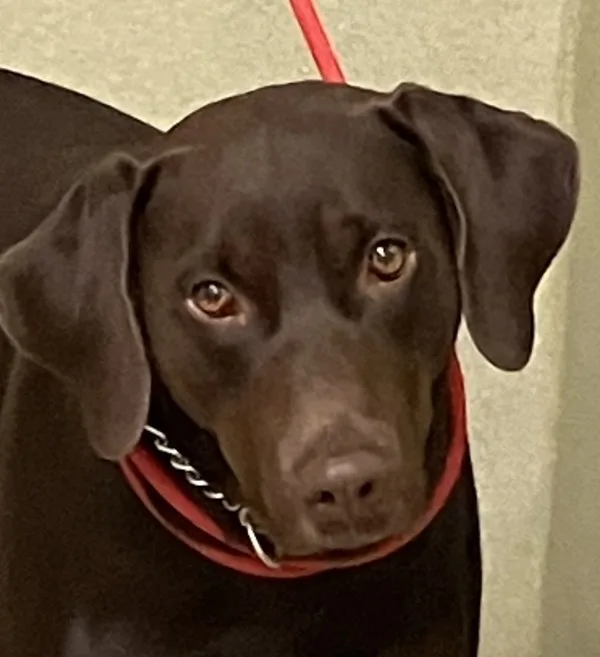 An adult medium-sized male Labrador Retriever dog named Churro for adoption in Napa, CA