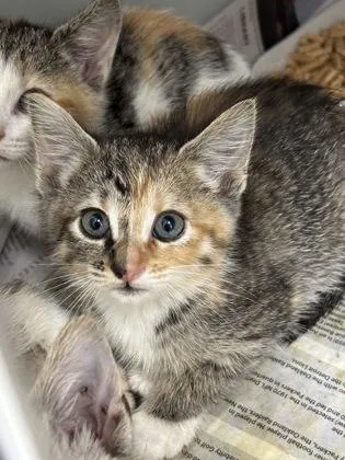 A baby small-sized female Domestic Short Hair cat named Sundae for adoption in Cumming, GA