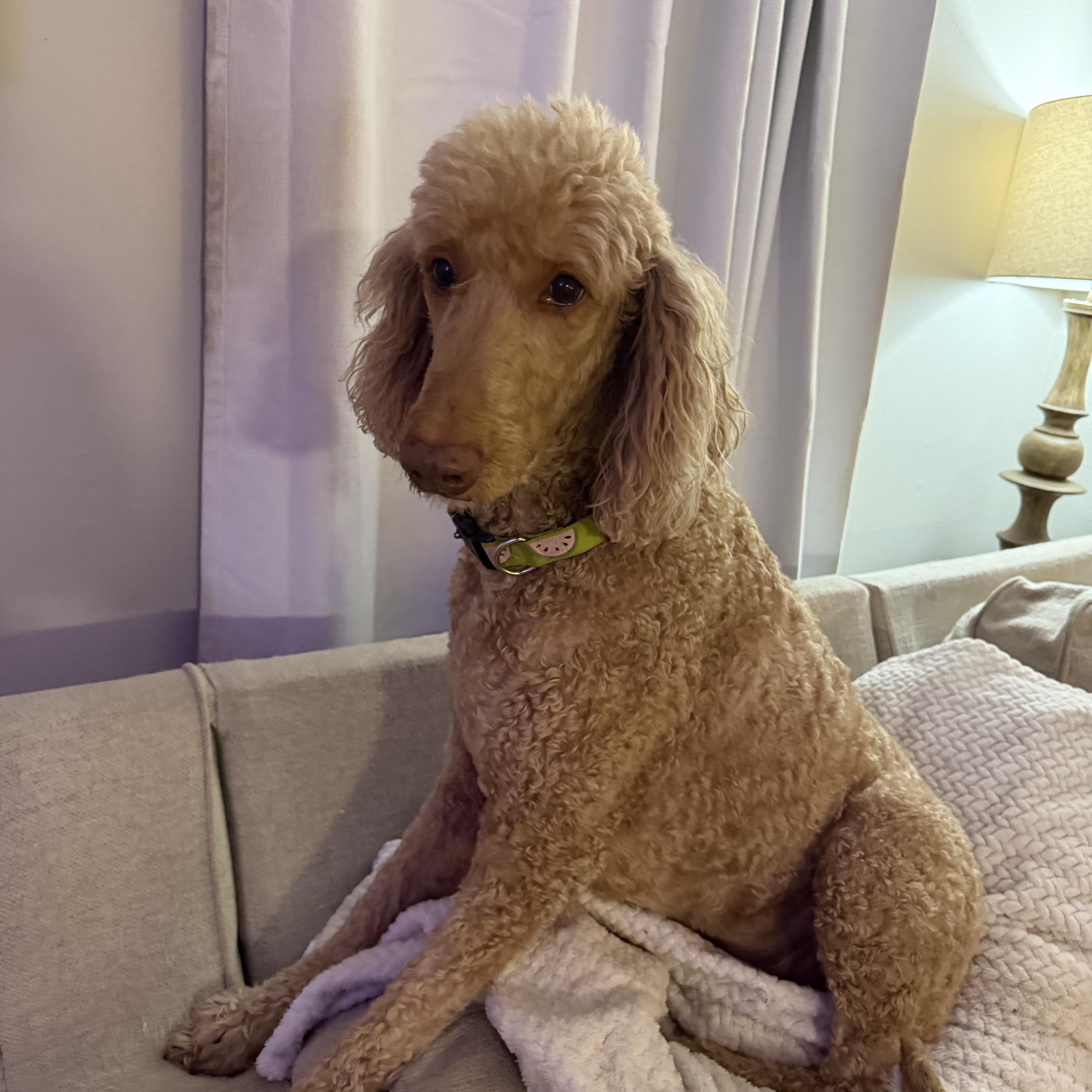 Maggie