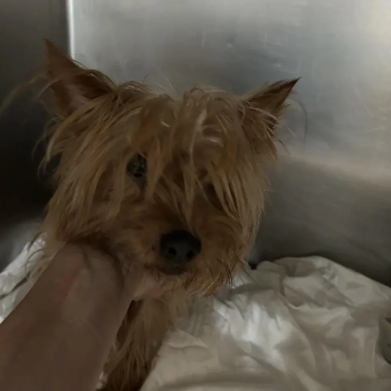 A young small-sized male Brown / Chocolate Yorkshire Terrier dog named Slim Shady for adoption in Newark, NJ