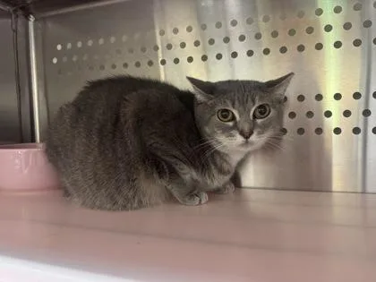 An adult large-sized female Domestic Short Hair cat named Starling for adoption in Brunswick, GA