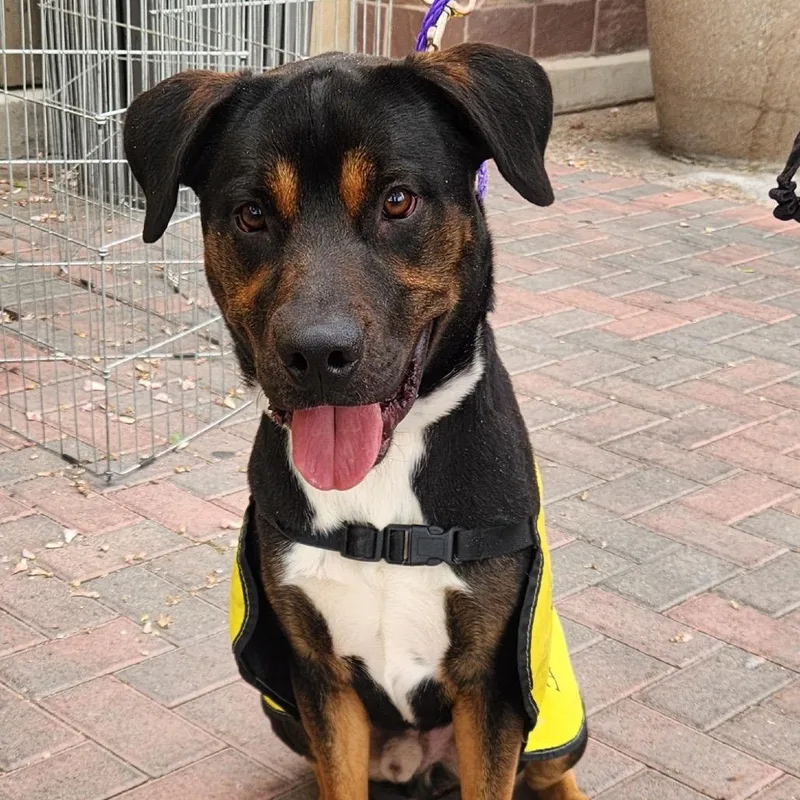 An adult medium-sized male Black Pit Bull Terrier dog named Shilo A for adoption in Las Vegas, NV