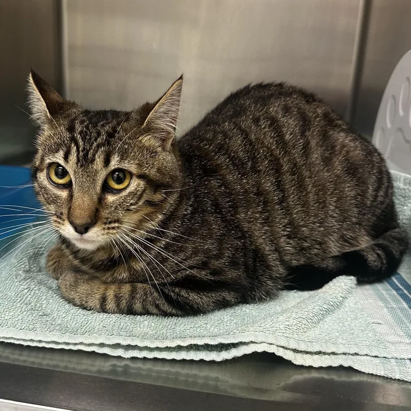 A young medium-sized female Gray / Blue / Silver Domestic Short Hair cat named Ryley for adoption in Warrensburg, MO