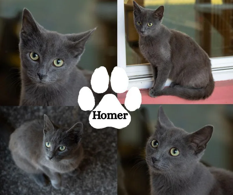 A young large-sized male Gray / Blue / Silver Domestic Short Hair cat named Homer for adoption in Winchester, KY
