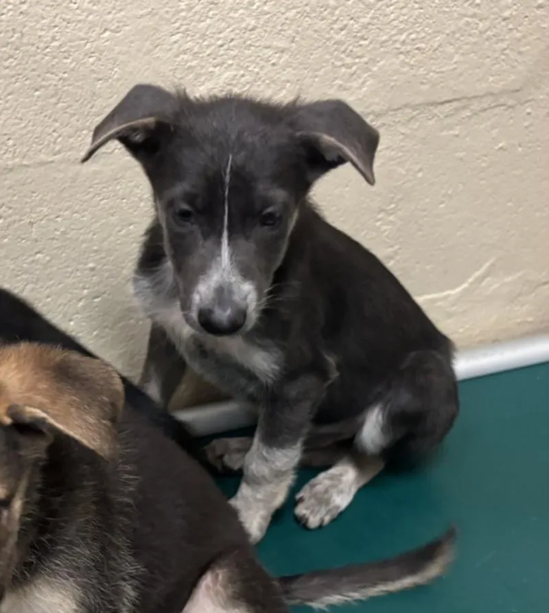 A baby small-sized male German Shepherd Dog dog named Thor for adoption in Texas City, TX