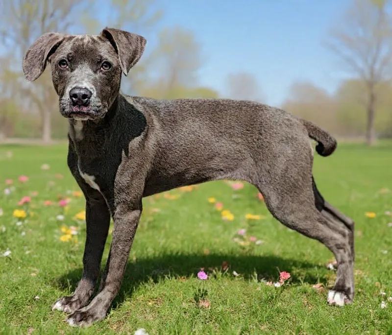 A baby medium-sized female Blue Lacy dog named Mia for adoption in Talladega, AL
