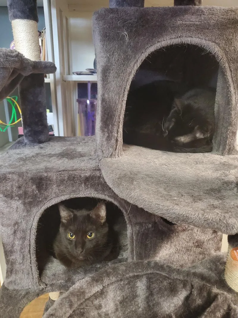 An adult medium-sized male Black Domestic Short Hair cat named Thumper and Bambi for adoption in Kalamazoo, MI