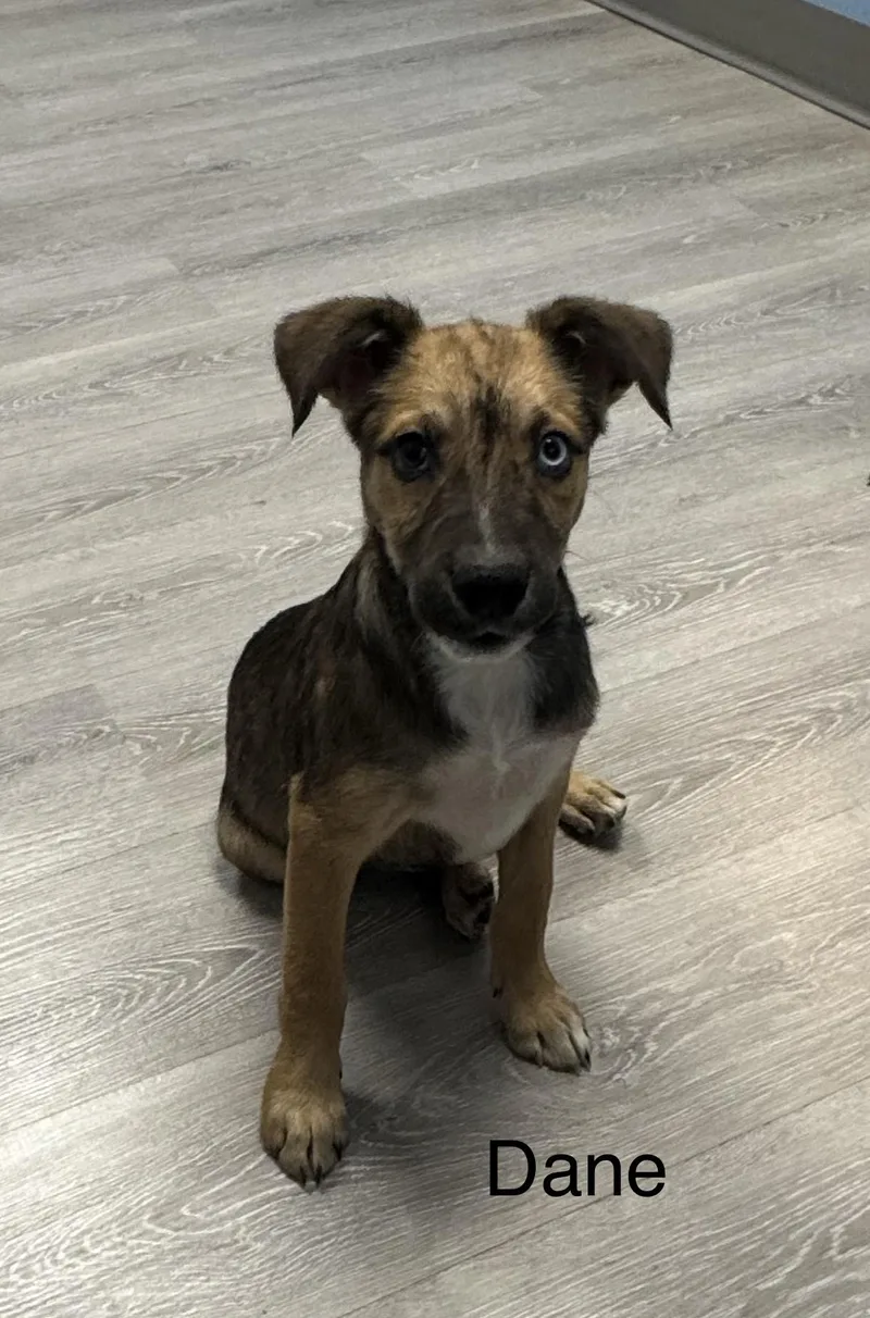 A baby medium-sized male Brindle Jack Russell Terrier dog named Dane for adoption in Ulster, PA