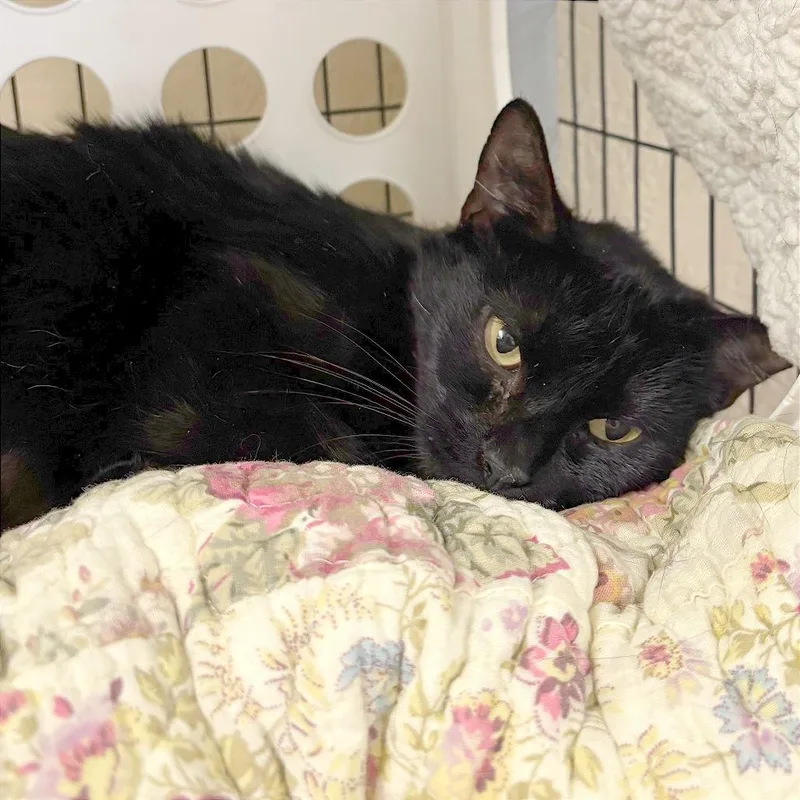 An adult medium-sized female Black Domestic Short Hair cat named Starry for adoption in Medford, OR