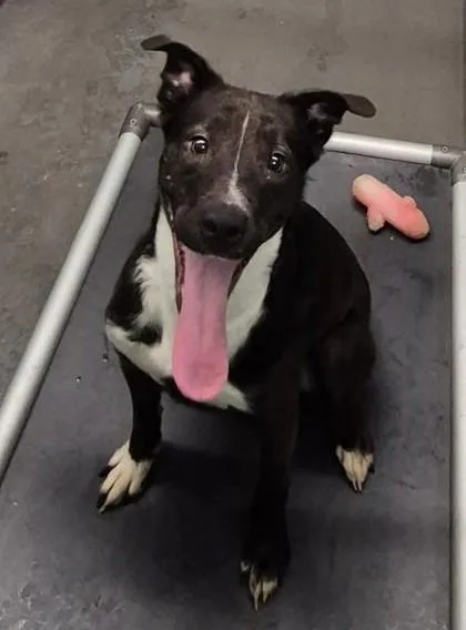 A young medium-sized female Pit Bull Terrier dog named Willow for adoption in Butte, MT