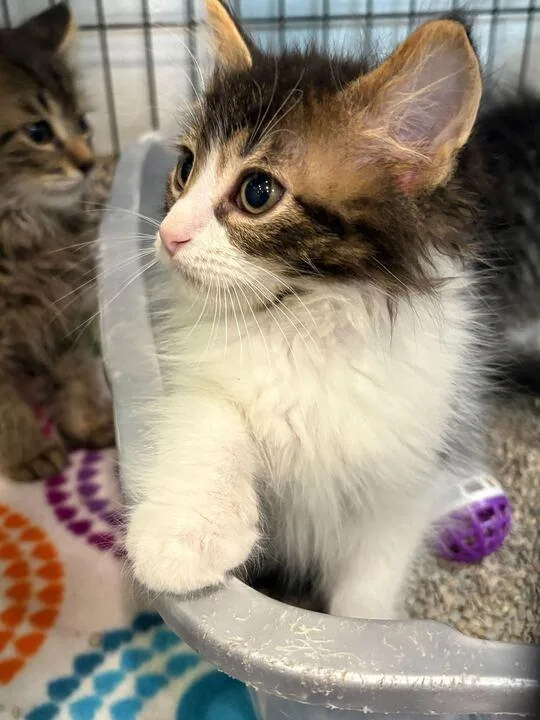 Toulouse thumbnail 2