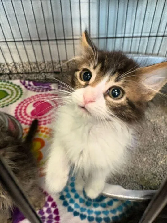 Toulouse thumbnail 3