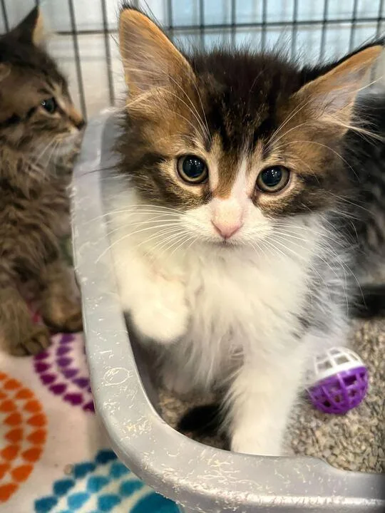 Toulouse thumbnail 4