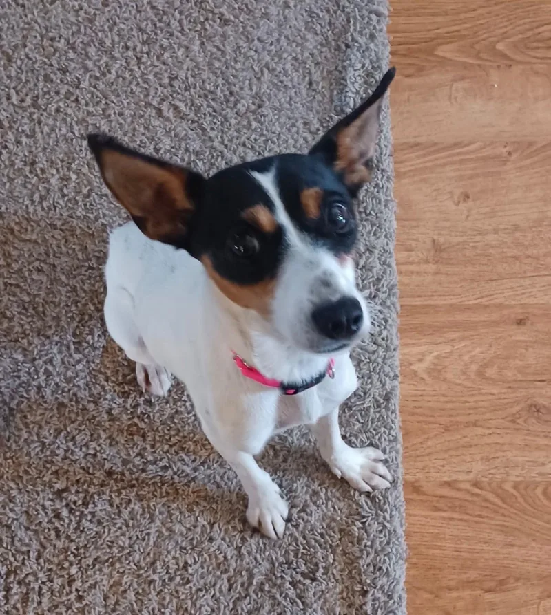 Daisy