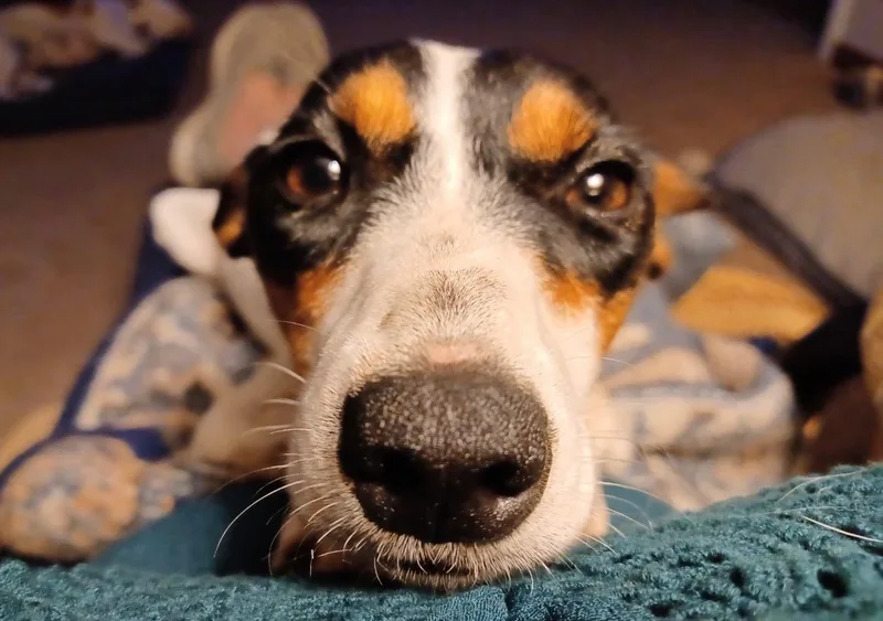 Daisy thumbnail 2