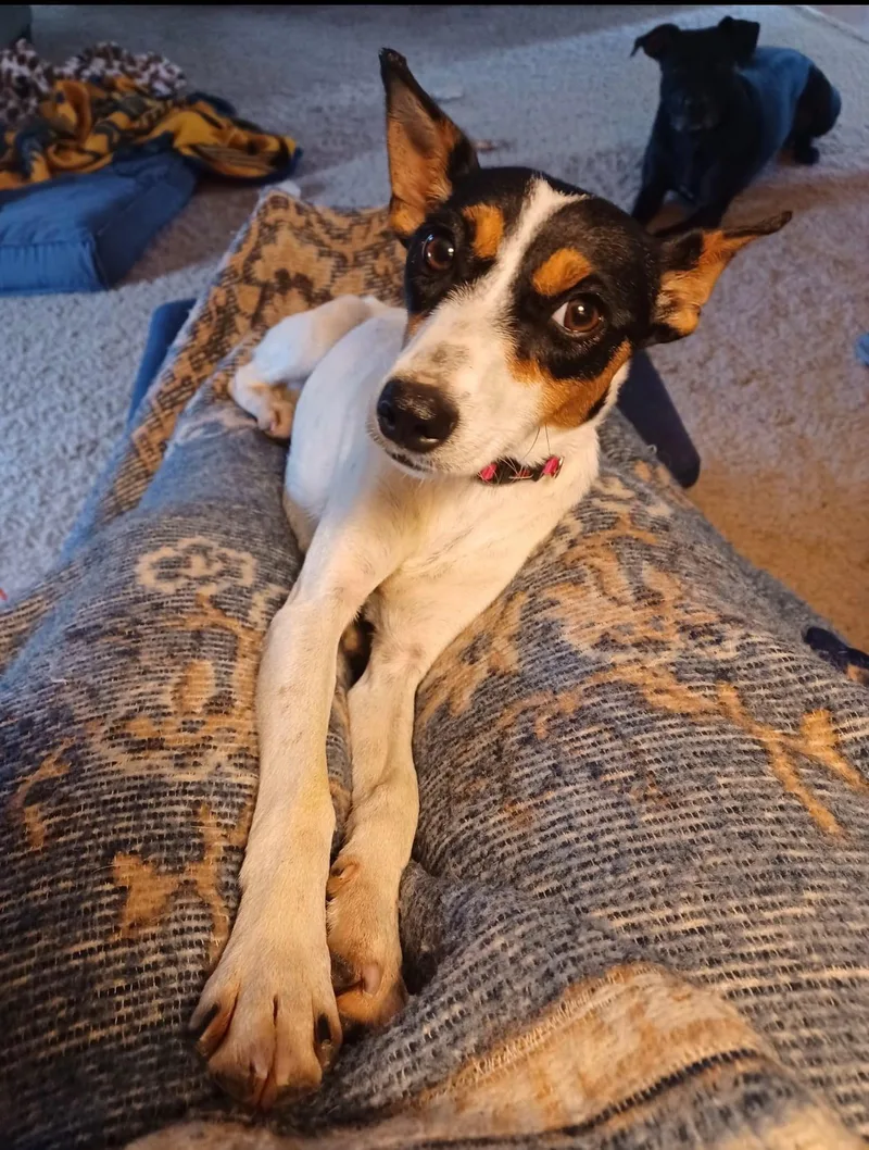 Daisy thumbnail 3