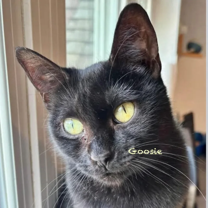 An adult medium-sized female Black Domestic Short Hair cat named Goosie for adoption in Palatine, IL