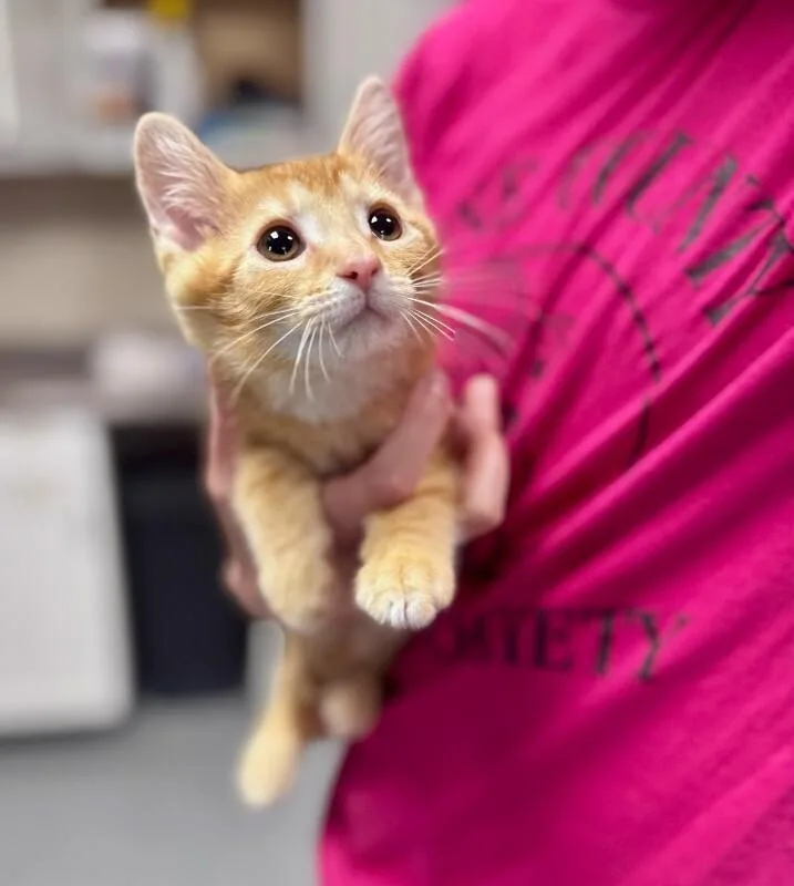 A young medium-sized male Orange / Red Domestic Short Hair cat named Tater for adoption in Wooster, OH