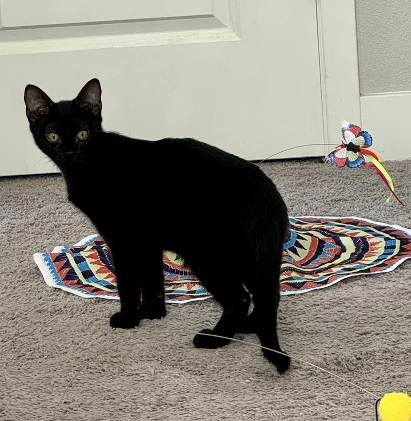 Carlos