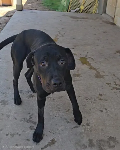 A young medium-sized female Black Labrador Retriever dog named Cindy for adoption in San Antonio, TX